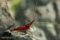 Cardinal Sulawesi Shrimp, (4 pack)