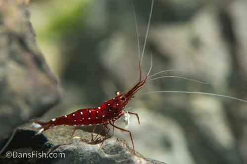 Cardinal Sulawesi Shrimp, (4 pack)