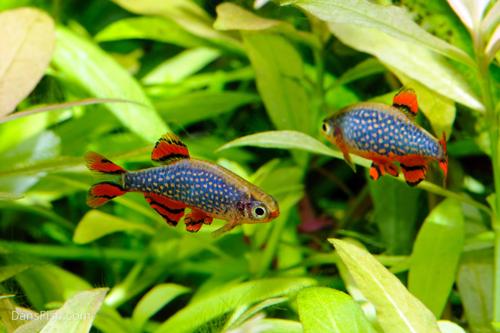 Celestial Pearl Danio - CPD