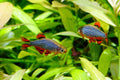 Celestial Pearl Danio - CPD
