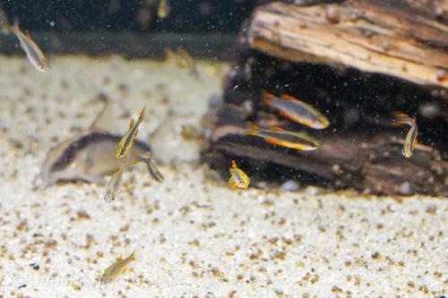 Celestial Pearl Danio - CPD