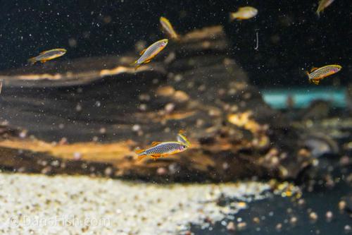 Celestial Pearl Danio - CPD