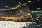Celestial Pearl Danio - CPD