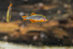 Celestial Pearl Danio - CPD