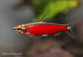 Cenepa Red Pencilfish