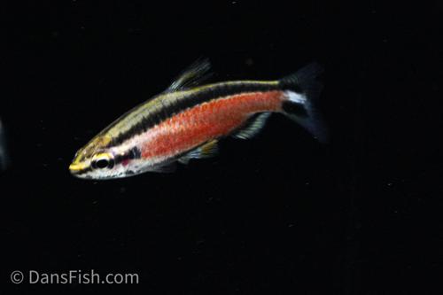 Cenepa Red Pencilfish