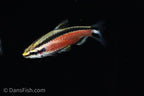 Cenepa Red Pencilfish