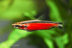 Cenepa Red Pencilfish