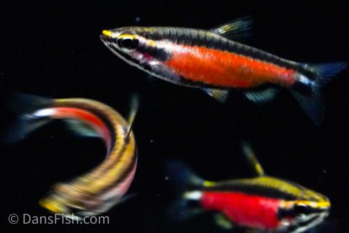 Cenepa Red Pencilfish