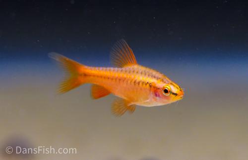 Cherry Barb