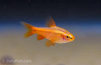 Cherry Barb