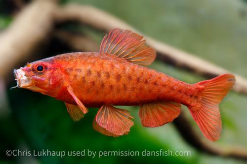 Cherry Barb