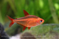 Cherry Red Tetra 'Muzel'