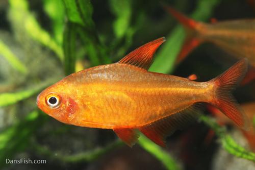 Cherry Red Tetra 'Muzel'