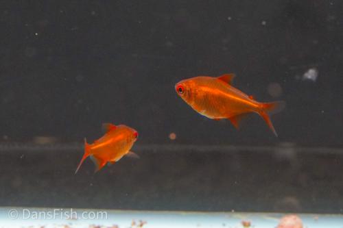 Cherry Red Tetra 'Muzel'