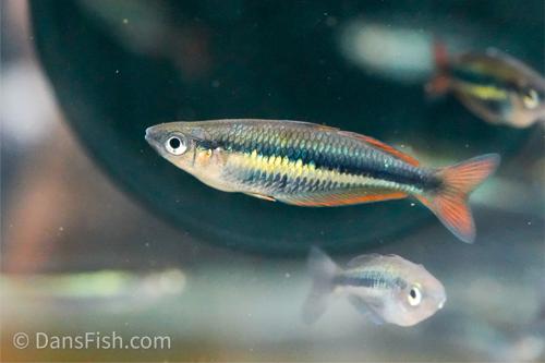 Chilatherina alleni 'Wapoga'
