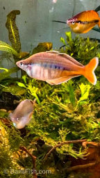 Party Animal Rainbowfish
