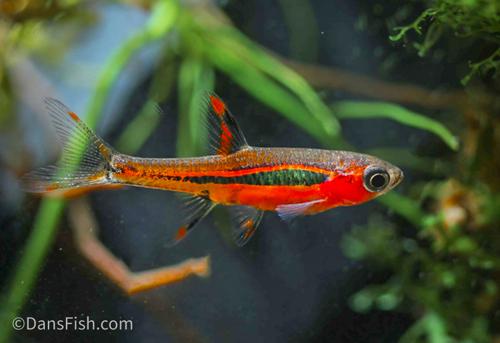 Chili Rasbora