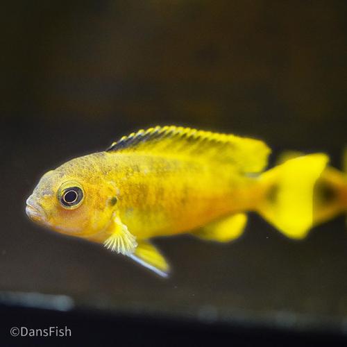 Chindongo saulosi
