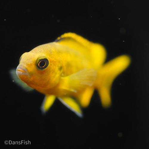 Chindongo saulosi
