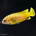 Chindongo saulosi