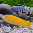 Chindongo saulosi