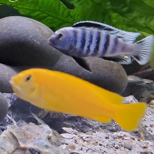 Chindongo saulosi