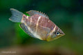 Chocolate Gourami