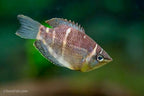 Chocolate Gourami