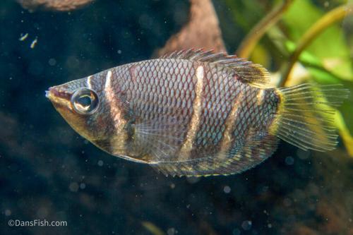 Chocolate Gourami