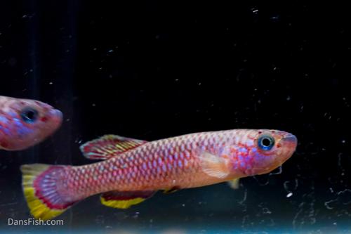 Cinnamon Killifish