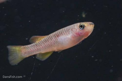 Cinnamon Killifish