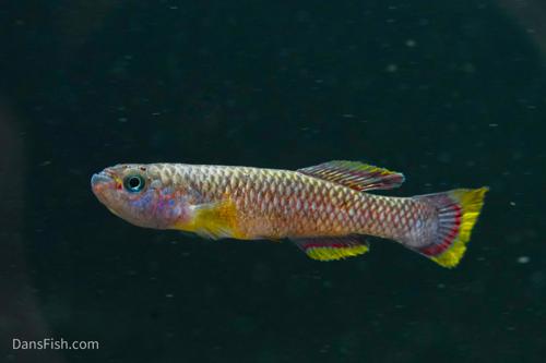 Cinnamon Killifish
