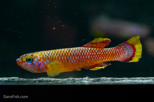 Cinnamon Killifish