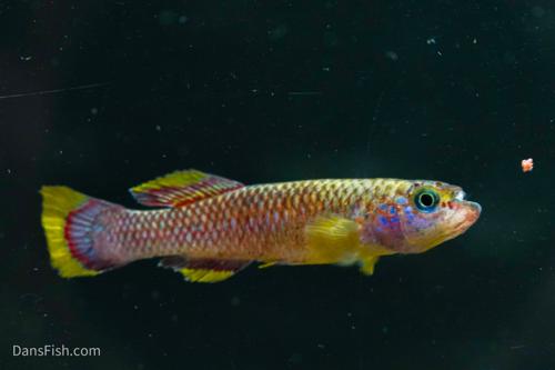 Cinnamon Killifish