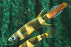 Clown Killifish