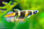 Clown Killifish