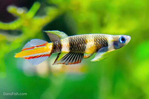 Clown Killifish