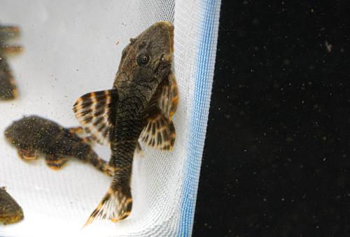 Clown Pleco