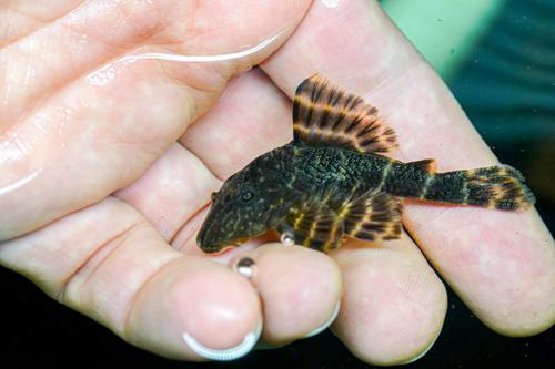 Clown Pleco