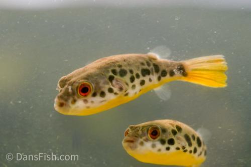 Congo Spotted Puffer