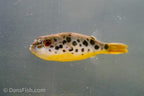Congo Spotted Puffer