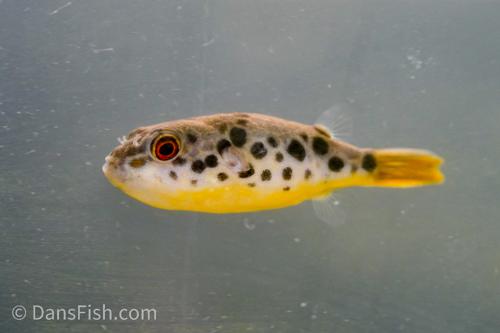 Congo Spotted Puffer