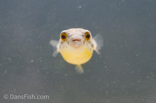 Congo Spotted Puffer