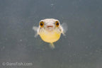 Congo Spotted Puffer