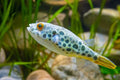 Congo Spotted Puffer