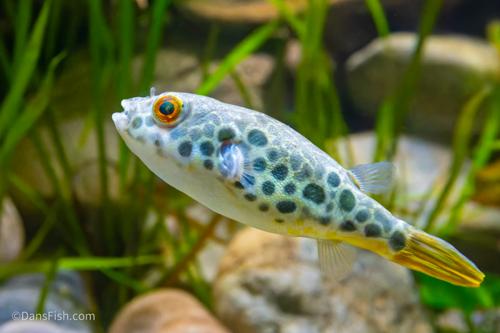 Congo Spotted Puffer