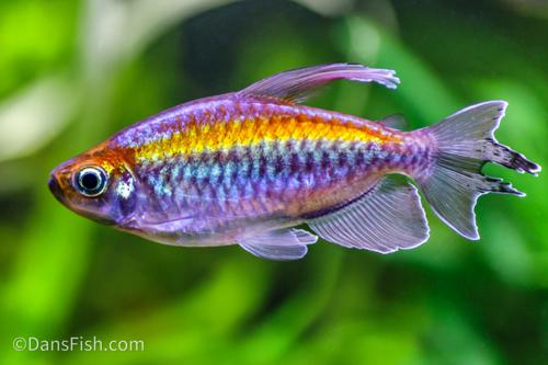Congo Tetra