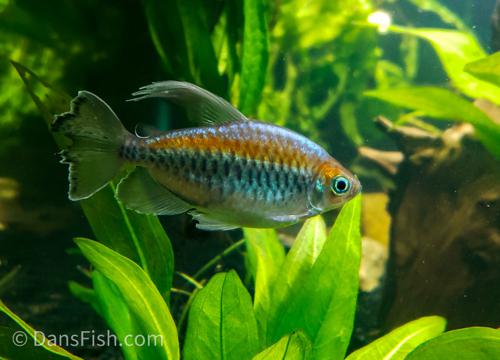 Congo Tetra