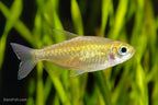 Congo Tetra